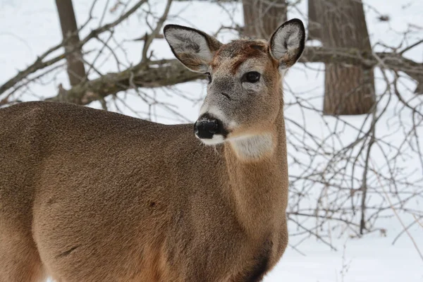 눈덮인 서식지에서 사슴의 — 스톡 사진