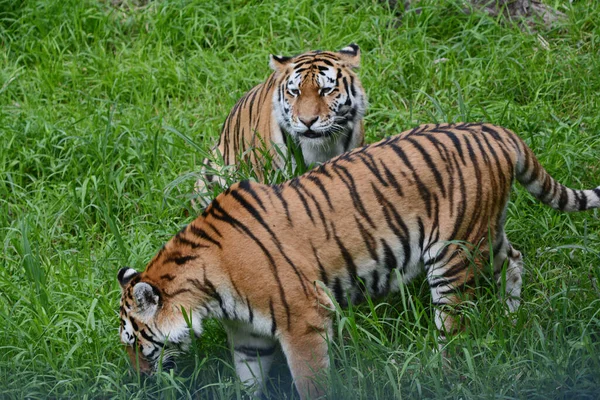 Summer Vista Pair Siberian Tigers Immersed Meadow Habitat Minnesota Zoological — Stock Photo, Image