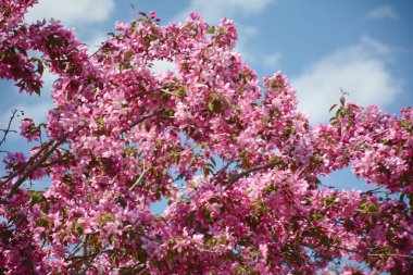 Pembe çiçekli yaban elmasının parlak bahar manzarası bulutlu bir arka planda çiçek açar..