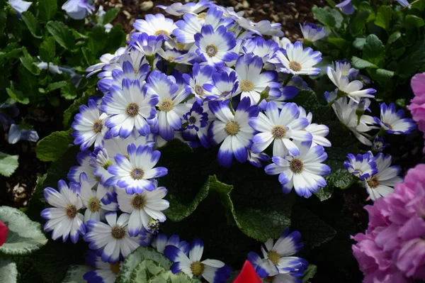 Atractivo Primer Plano Primavera Una Variedad Flores Cineraria Púrpura Blanca —  Fotos de Stock