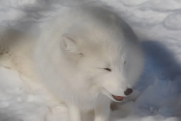 Expressive Winter Portrait White Arctic Fox Resting Comfortably Snow Blanketed — ストック写真