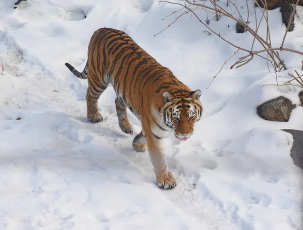 Regal Siberian Tiger Meandering His Winter Habitat Como Zoological Garden — Stock Photo, Image