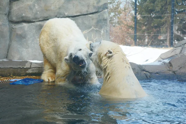 Winter Capture Two Adult Polar Bears Interacting Pool Environment Como — Stock fotografie