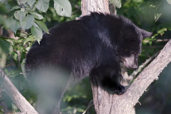 Летний Захват Молодого Североамериканского Черного Медведя Стоящего Расщелине Ствола Дерева — стоковое фото