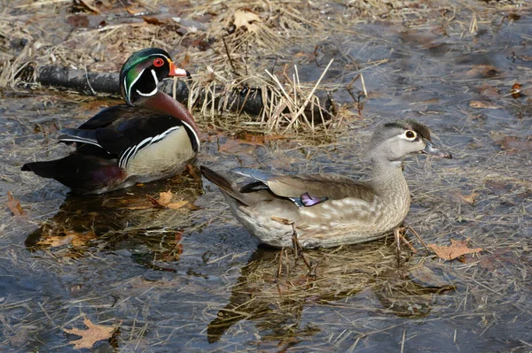 Spring Closeup Mated Pair North American Wood Ducks Resting Surface — Stock fotografie