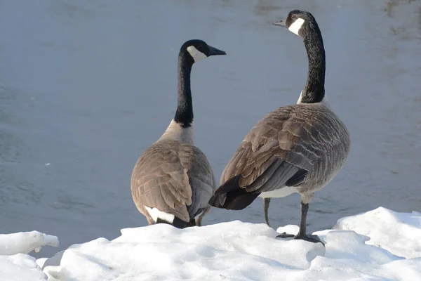 Late Winter Capture Pair Canada Geese Standing Together Atop Snow — Stock Photo, Image