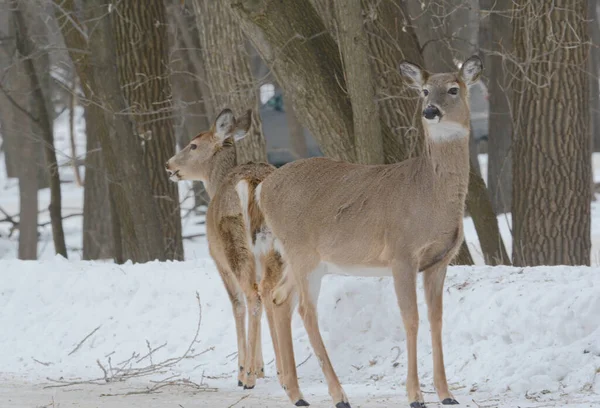 Winter Closeup Pair Whitetail Deer Bucks Standing Back Back Snow — Stock Fotó