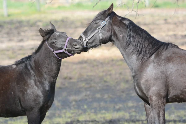 Primavera Ensolarado Closeup Par Cavalos Estáveis Rostos Nuzzling Ambiente Pastagem — Fotografia de Stock