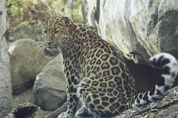 Sezónní Detailní Záběr Zírajícího Amurova Leoparda Vystaveného Zoologické Zahradě Minnesota — Stock fotografie
