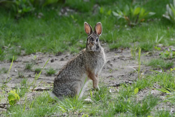 Spring Capture Eastern Cottontail Rabbit Standing Still Grassy Meadow Habitat — Foto de Stock