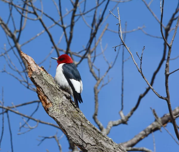 Bright Spring Capture Red Headed Woodpecker Quietly Perching High Atop — Stockfoto