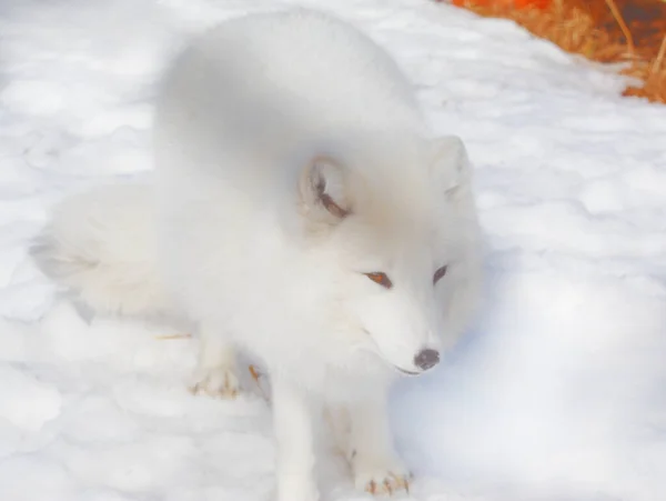 Bright Winter Closeup North American White Arctic Fox Standing Snow — Stock fotografie