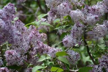 Yeşil yapraklarla bezenmiş mor leylak çiçeklerinden oluşan bahar bahçesi..