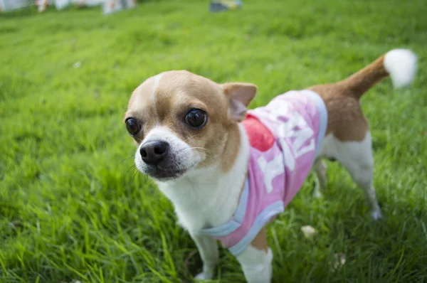 Hund des Rahmens — Stockfoto