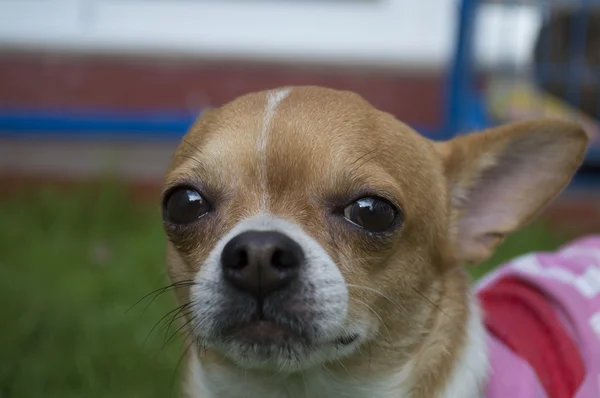 Dog of frame — Stock Photo, Image