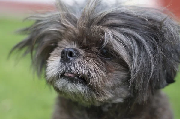 Hund des Rahmens — Stockfoto