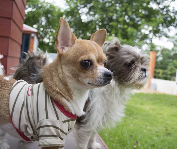 Dog of frame — Stock Photo, Image