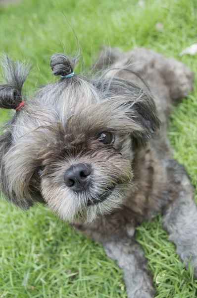 Hund des Rahmens — Stockfoto