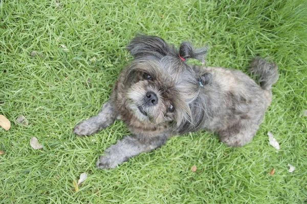 Hund des Rahmens — Stockfoto