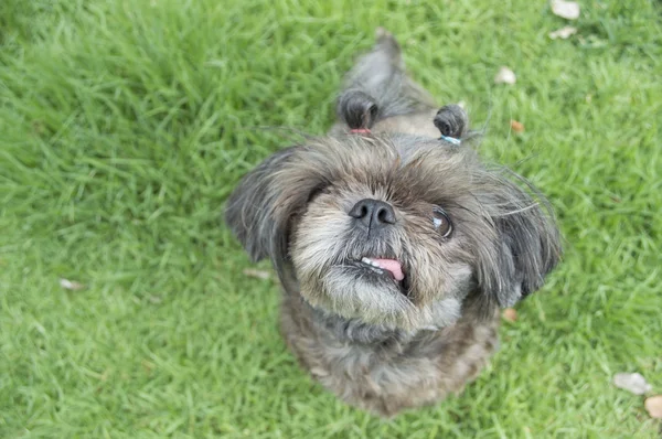 Köpek çerçeve — Stok fotoğraf