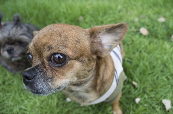 Dog of frame — Stock Photo, Image