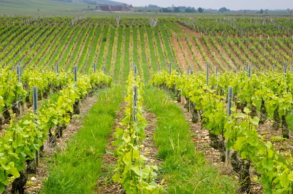 Vineyard in France — Stock Photo, Image