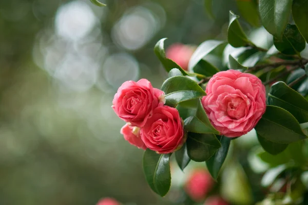 Camelia Imágenes de stock libres de derechos