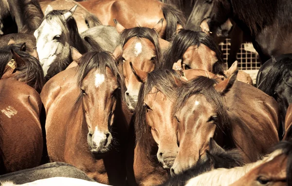 Caballos salvajes — Foto de Stock