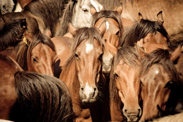 Chevaux sauvages — Photo