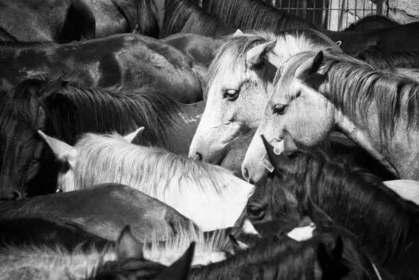 Wild horses — Stock Photo, Image