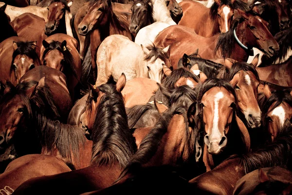 Cavalli selvatici — Foto Stock