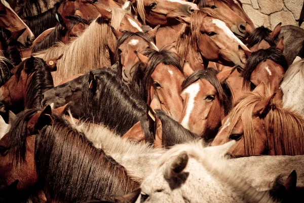 Caballos salvajes — Foto de Stock