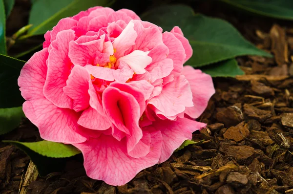 Great Camellia — Stock Photo, Image