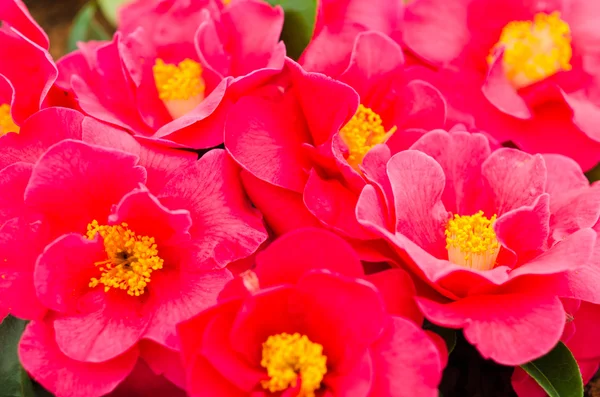 Red Camellias — Stock Photo, Image