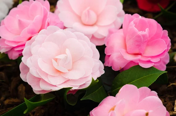 Pink Camellias — Stock Photo, Image