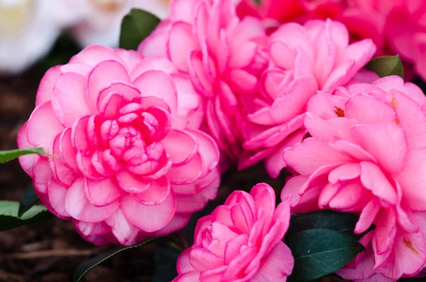Růžový kamélie — Stock fotografie