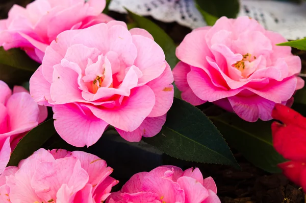 Pink Camellias — Stock Photo, Image