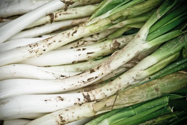 Calçots, onion typical in Catalonia — Stockfoto