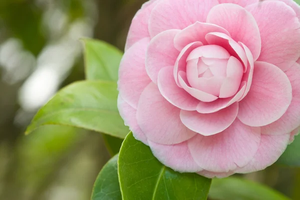 Pink camellias — Stock Photo, Image