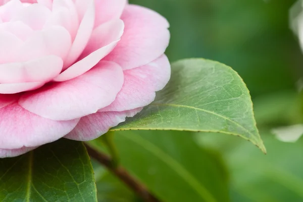 Camelia rosa — Foto Stock