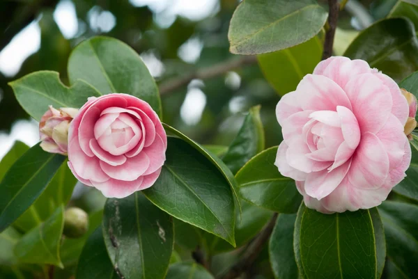 Pink camellias — Stock Photo, Image