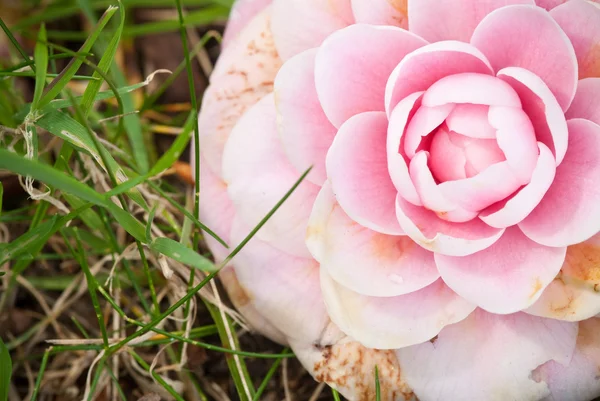 Camelia rosa — Foto de Stock