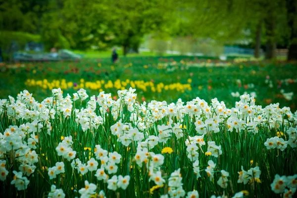 Garten — Stockfoto