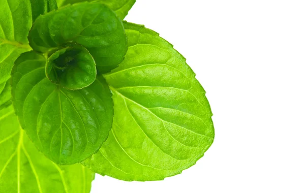 Mint — Stock Photo, Image