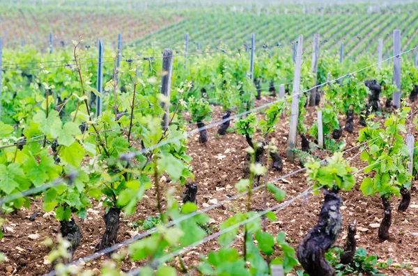 Vinhas em Francia — Fotografia de Stock