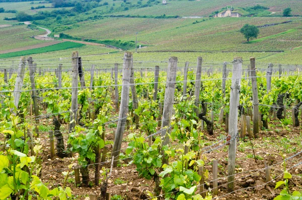 Vineyards in France — Stock Photo, Image