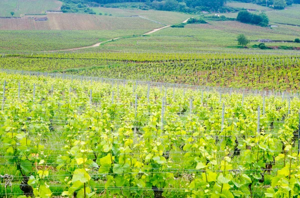 Vineyards in France — Stock Photo, Image