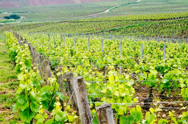 Winnice we Francji — Zdjęcie stockowe