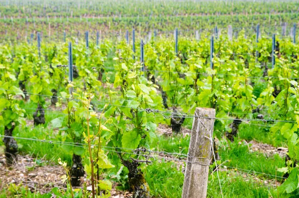 Vigneti in Francia — Foto Stock