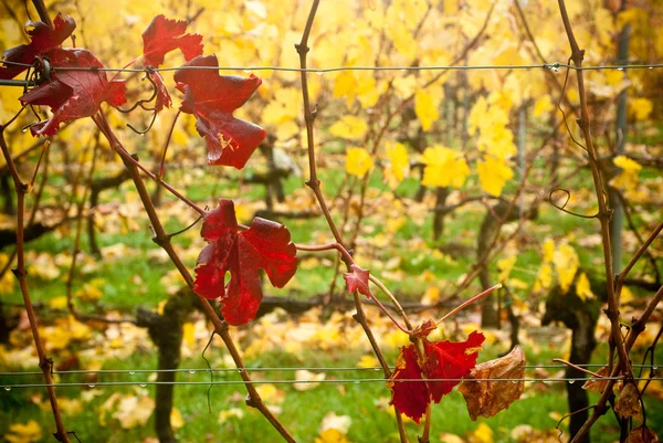 Vineyard in autumn — Stock Photo, Image